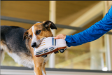 L’importance du poids idéal du chien – JOUER